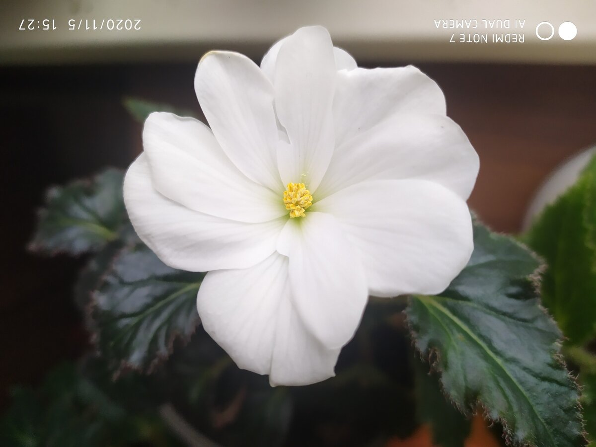 Женский цветок бегонии