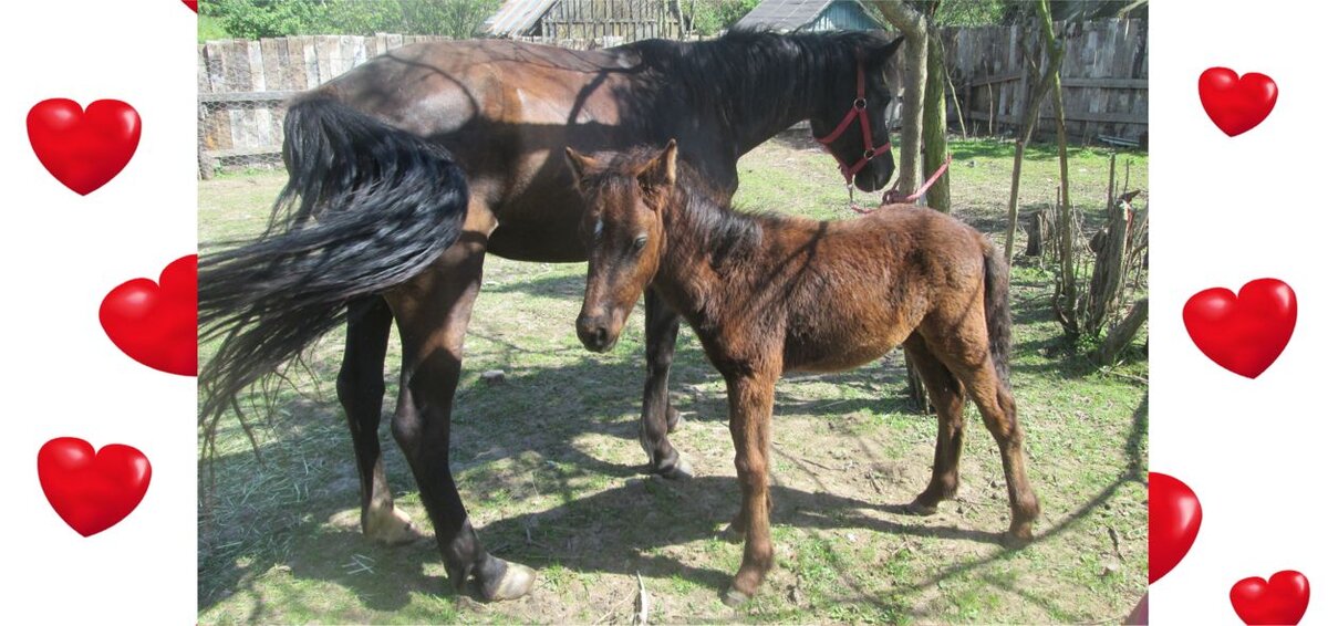 Мелкий Лесик с мамкой. Фото автора