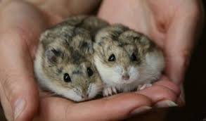 Самка крупнее самца если особи одинакового возраста.