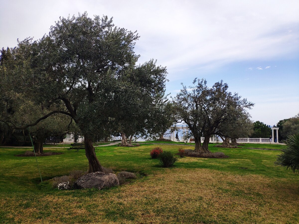 Оливковая роща, Парк Айвазовского, Партенит, Крым