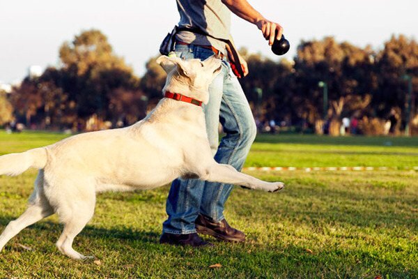 фото с сайта: Dogtricks.ru