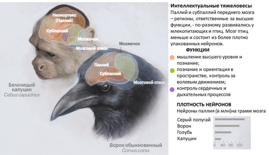 9 самых опасных млекопитающих, от которых стоит держаться подальше