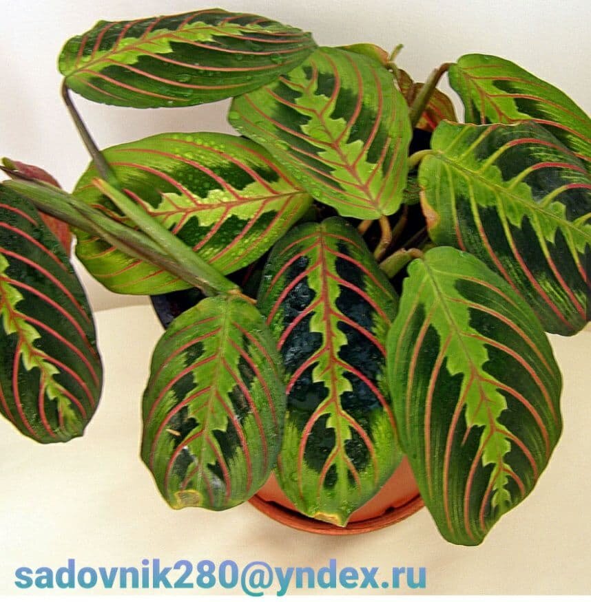 Маранта  Фото-коллаж автора Алесад .Maranta tricolor