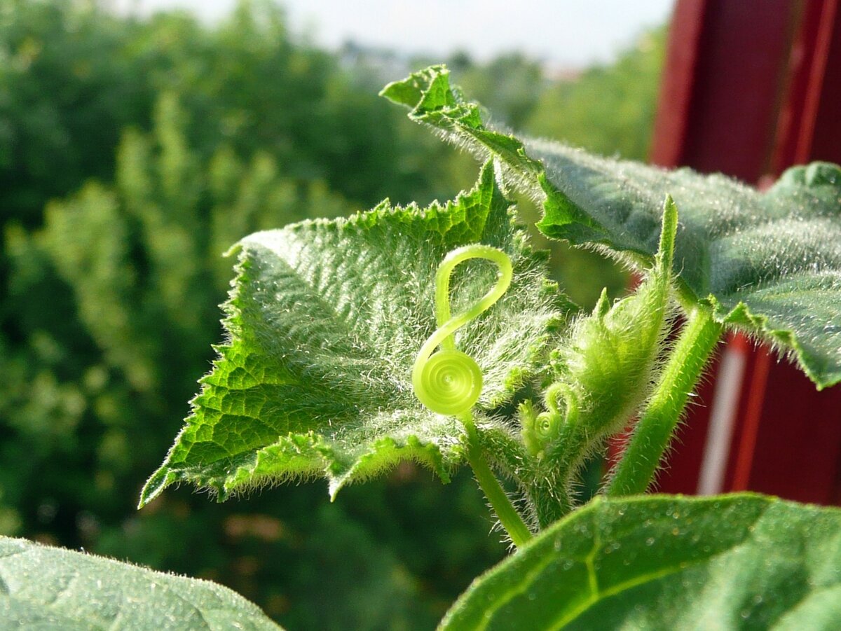 Фото: pixabay.com