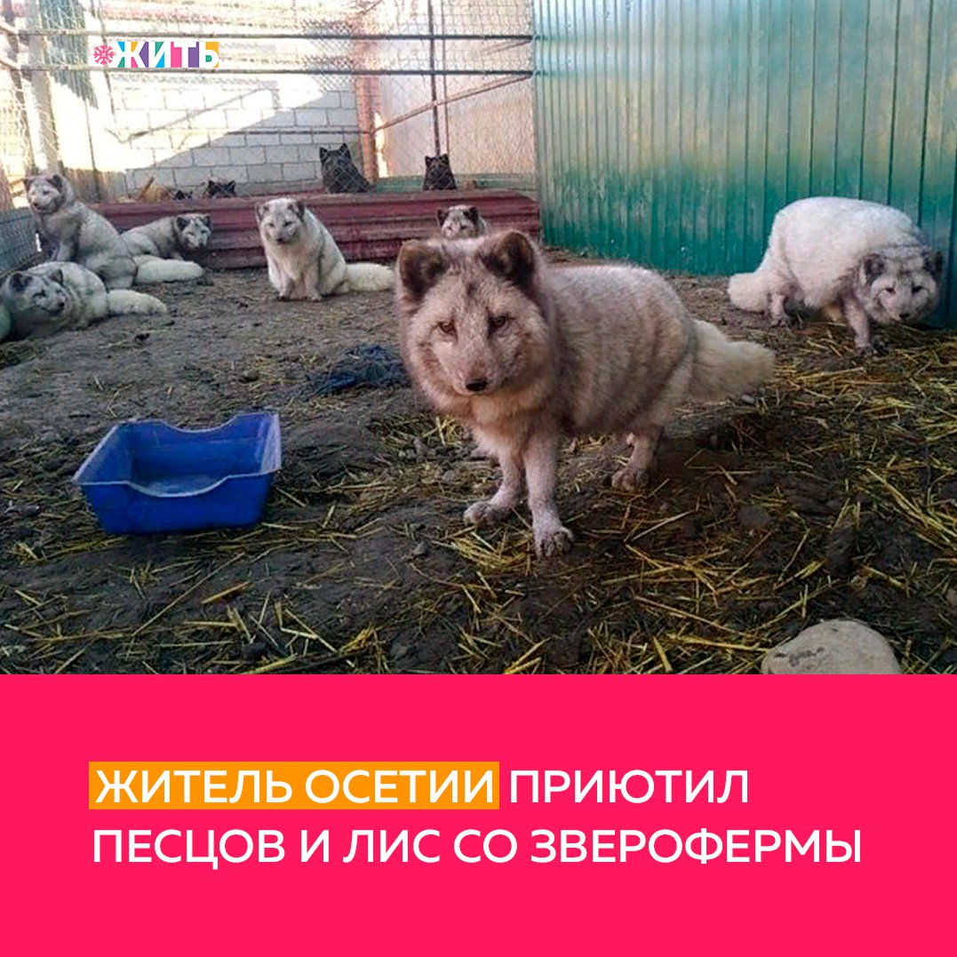 Сотрудник Северо-Осетинского заповедника Заурбек Дзуцев открыл реабилитационный центр для диких животных. Его новыми обитателями стали лисы, песцы и енотовидные собаки с закрывшейся зверофермы☝ 
В конце ноября с ним связались местные зооволонтёры. Они выкупили с закрывшейся зверофермы пушных зверей, которых планировалось отправить на забой и искали им новое пристанище. В вольерах, где раньше жили птицы, он мог разместить 15 животных. Столько и взял. Вольеры переоборудовал и заселил животных🙌

Новых питомцев распределил по видам. В клетках установил пеньки и другие приспособления, имитирующие дикую природу. Еду для своих животных он готовит сам🤗

Кличек питомцам зоолог не даёт, чтобы не привыкнуть к ним, потому что в будущем планирует отпустить на волю. Говорит, что у его подопечных очень хорошо развиты природные инстинкты, хотя они родились и всю жизнь провели в неволе. Енотовидных собак и лис Заурбек собирается выпустить в лес. Он уверен, что эти всеядные животные смогут приспособиться к жизни в дикой природе. Песцы же - чужеродный для Северной Осетии вид, поэтому они пока останутся в реабилитационном центре👍

Этот мужчина настоящий герой и спаситель для животных. Спасибо! Друзья, поддержим его и его пушистых обитателей☺

#жить #проектжить #животные