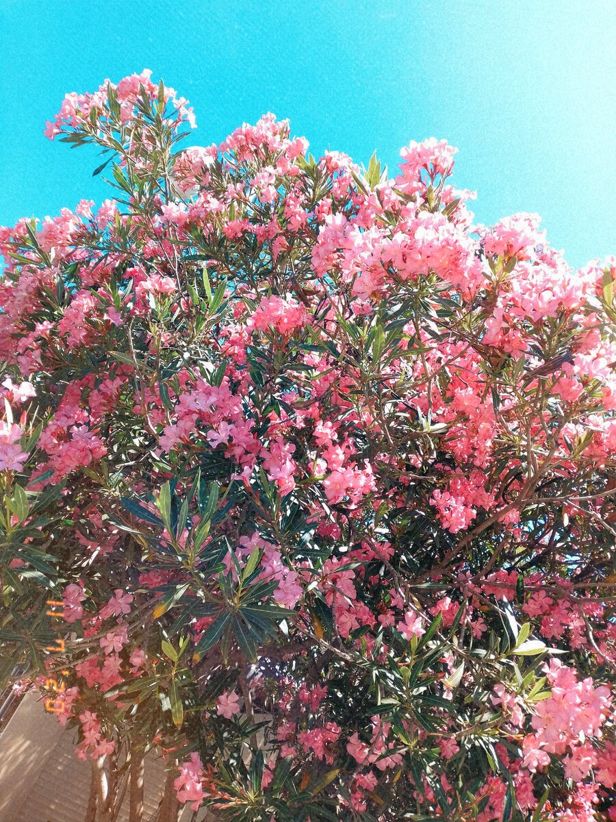 Фото из сафари-парка "Тайган" 