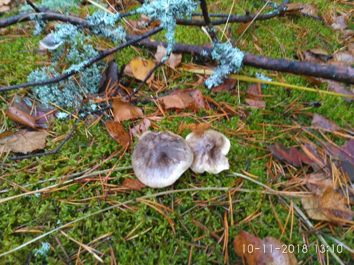 Очень вкусные грибы в мещерских лесах, но не все их знают | Прогулки по ...