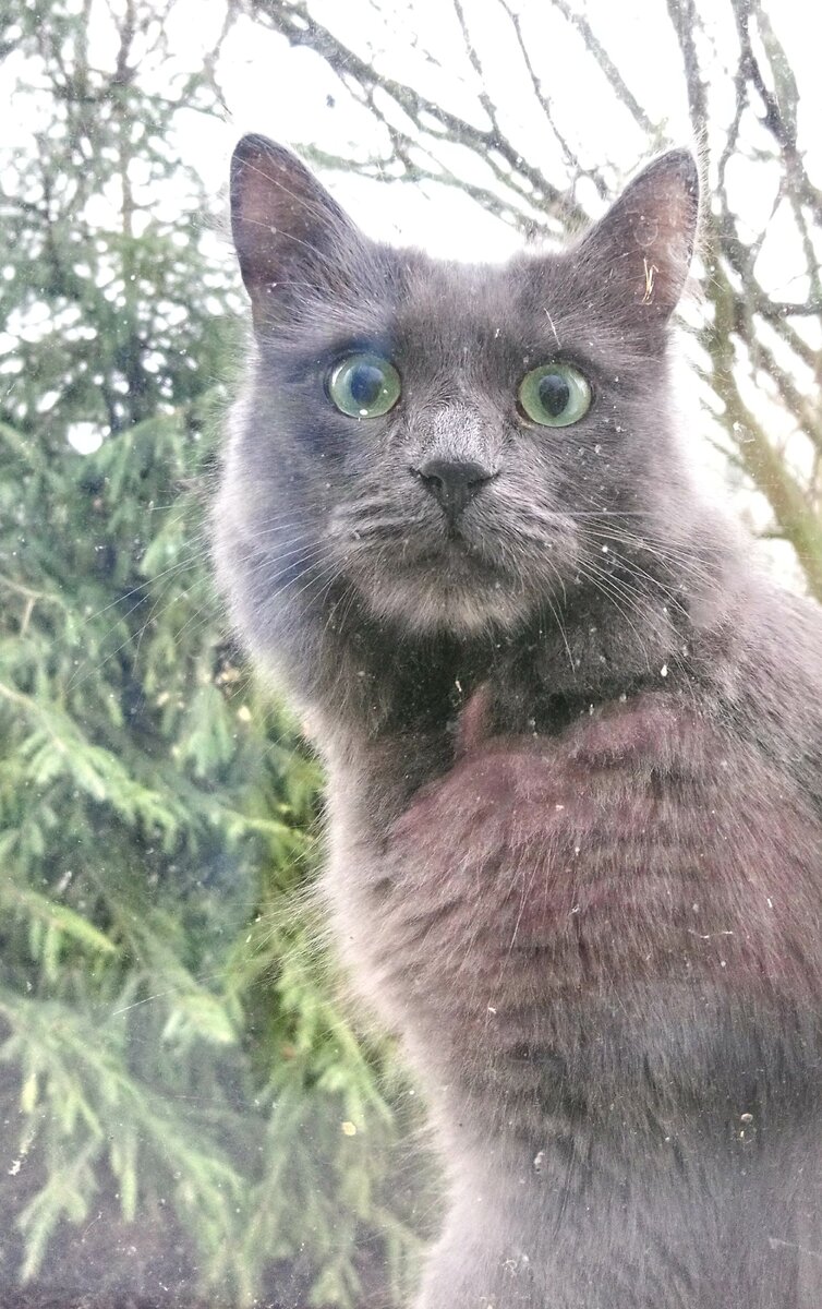 Моя кошка "Мышка".