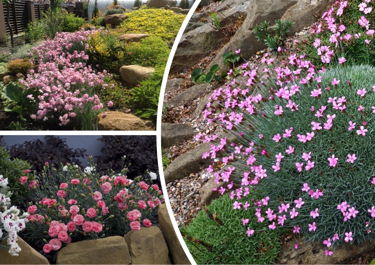 Гвоздика (Dianthus)