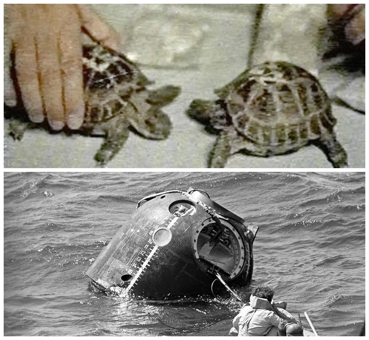 Какие животные первыми облетели вокруг луны. Зонд 5 черепахи в космосе. Первыми облетели вокруг Луны черепахи. Среднеазиатские черепахи в космосе. Черепахи облетевшие луну.