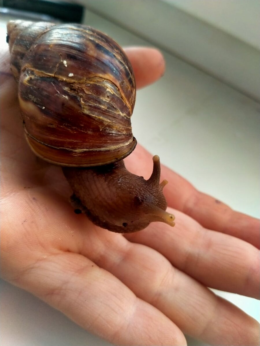 наш питомец