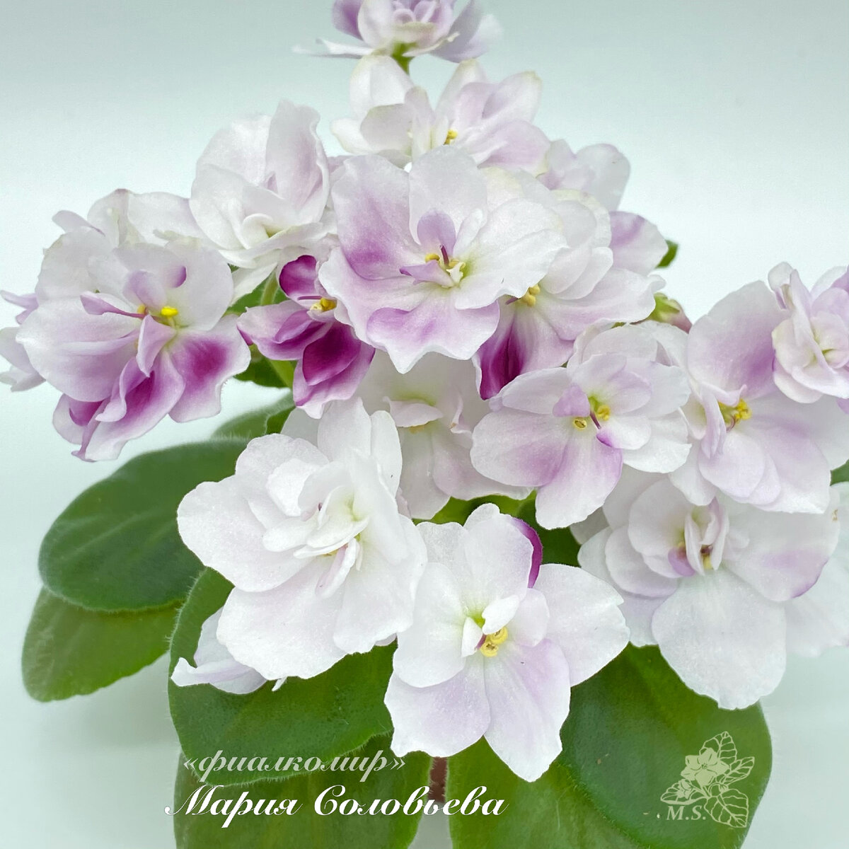 Mac's Southern Springtime (G. McDonald) цветение в жаре.