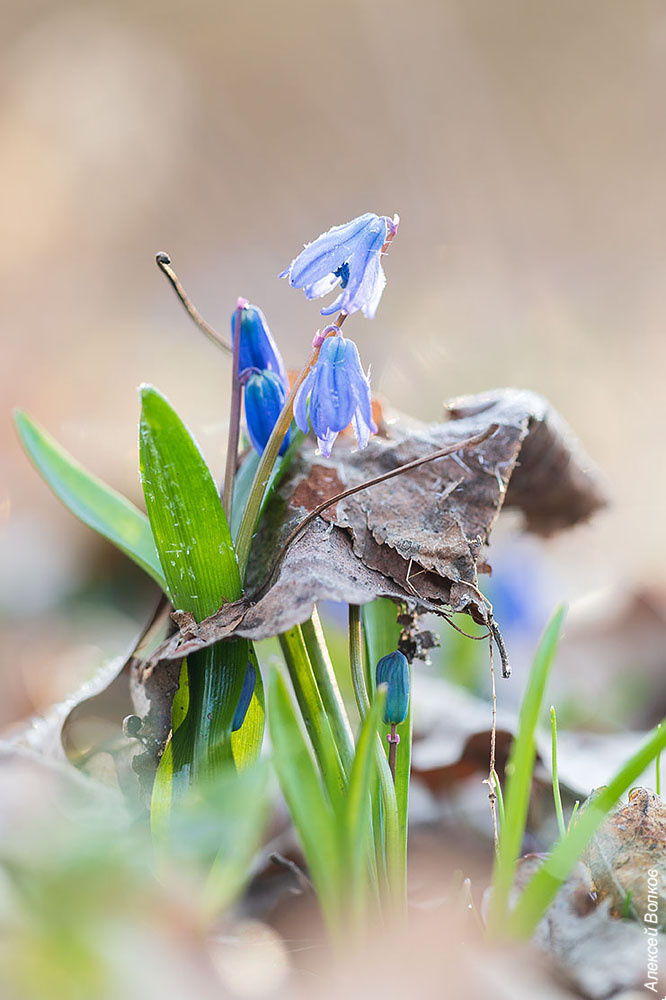 Мощь жизни рвёт любые препятствия