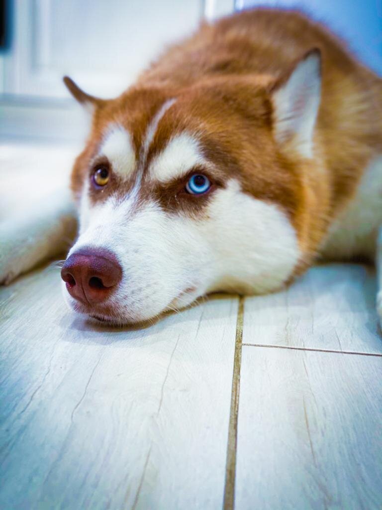 Синий глаз моей хаски Луны