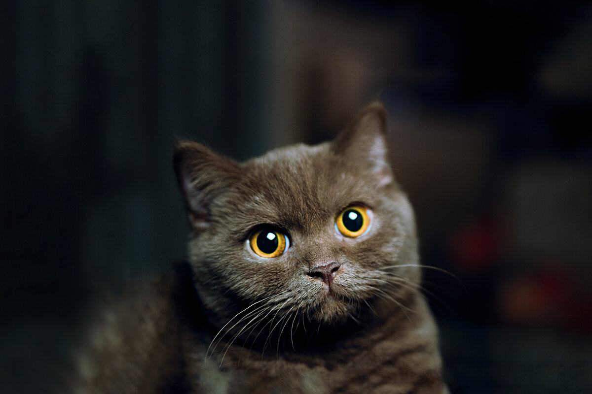 Мяу 4. Почему кошка смотрит в глаза. Почему кошки смотрят в глаза человеку долго.