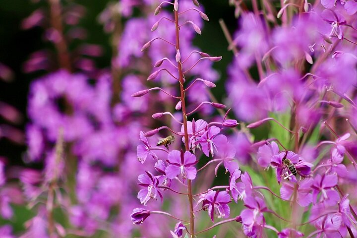 Цветущий Иван-чай.