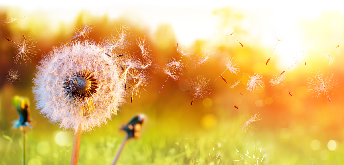 Источник: https://www.fragrantica.ru/news/Венок-из-одуванчиков-9531.html