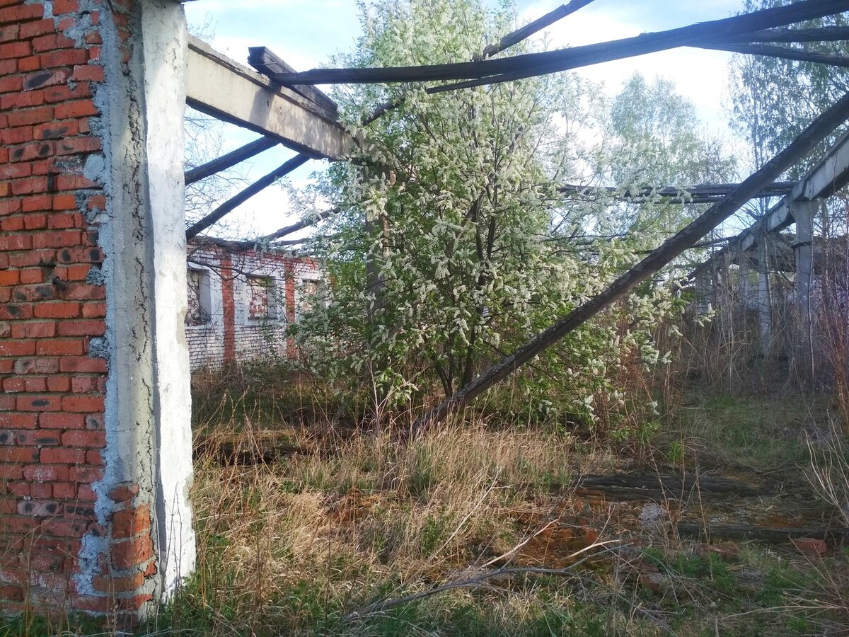 Руины коровника