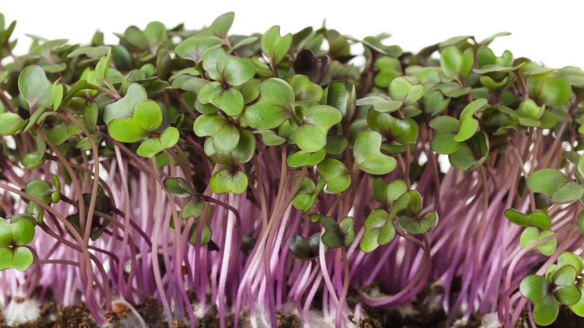 Микрозелень красной капусты