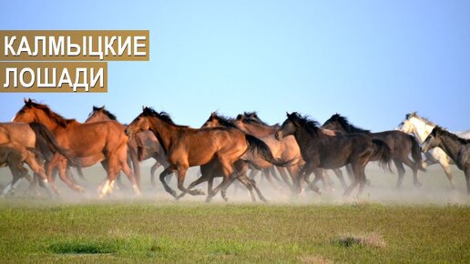 КАЛМЫЦКИЕ ЛОШАДИ. Племенной завод. Кировский