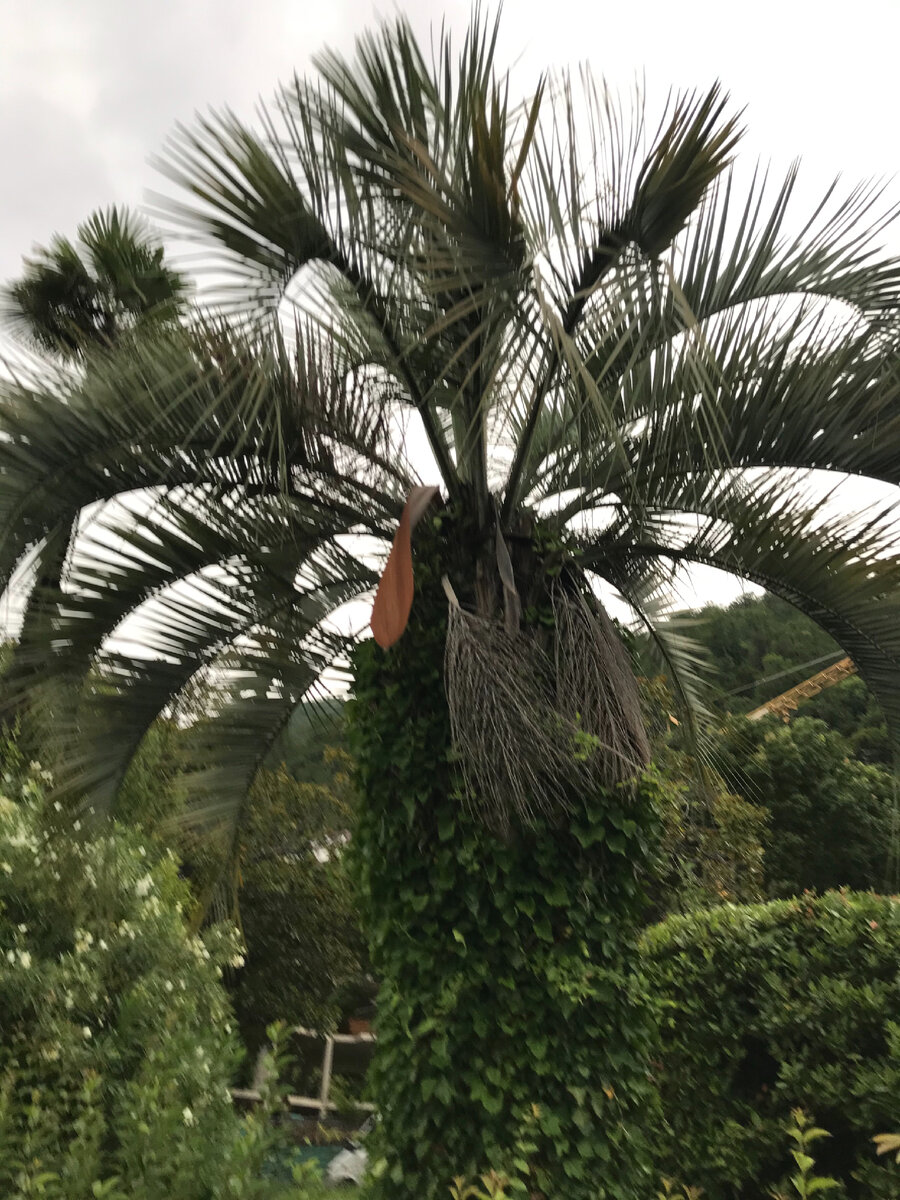 Пальма в Гагре  🌴 