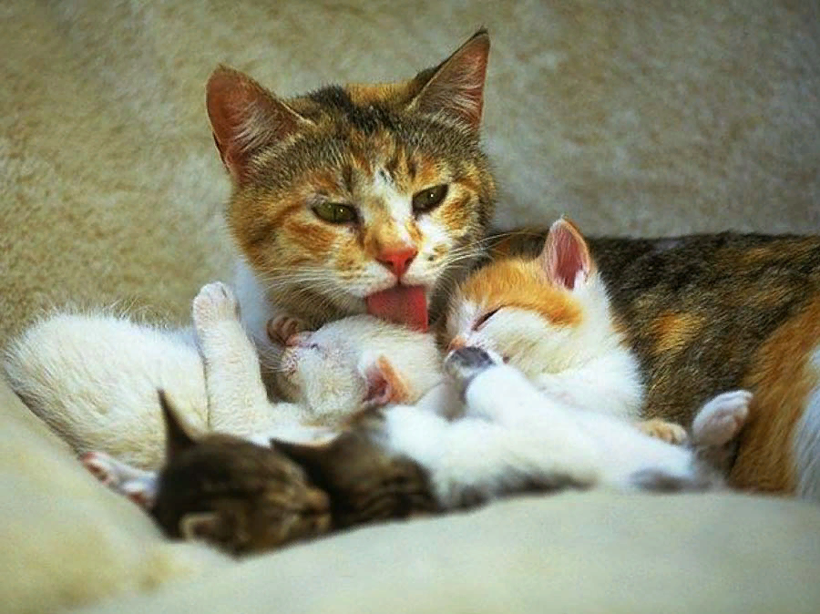 Pe cats