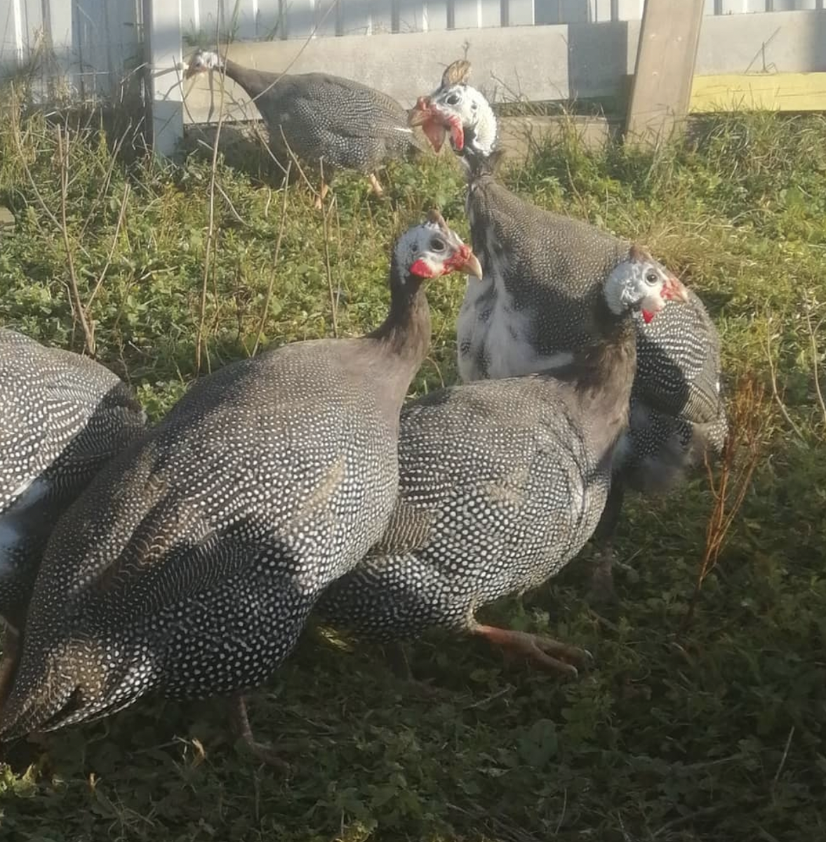 А вот и мои "красотки"