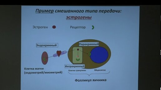 Ловать М. Л. - Физиология человека и животных. Часть 2 - Лекция 2