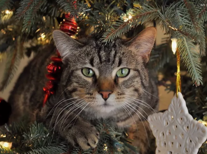 Новогодний серый котик. Коты и елки. Кот и елка. Кошка под елкой. Кошка и елка.