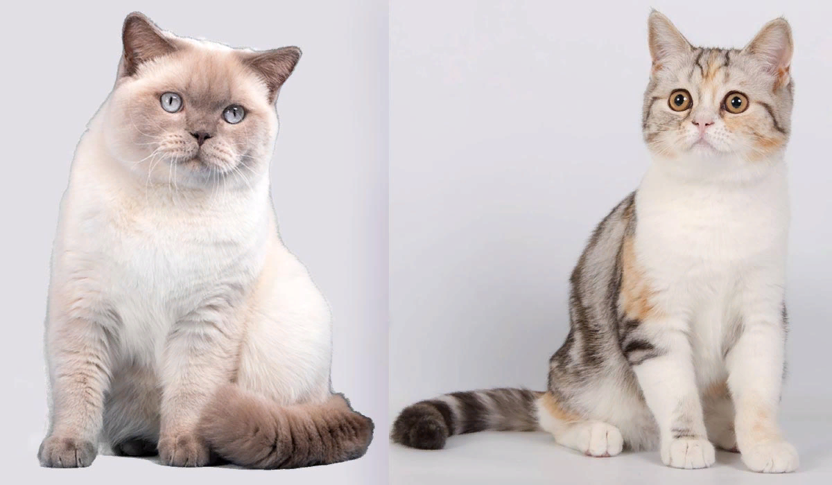 😺Британская и шотландская кошки: сходства и отличия | Нос, хвост, лапы |  Дзен