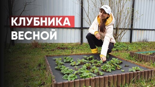 Уход за клубникой весной | Обработка хвойных после зимы