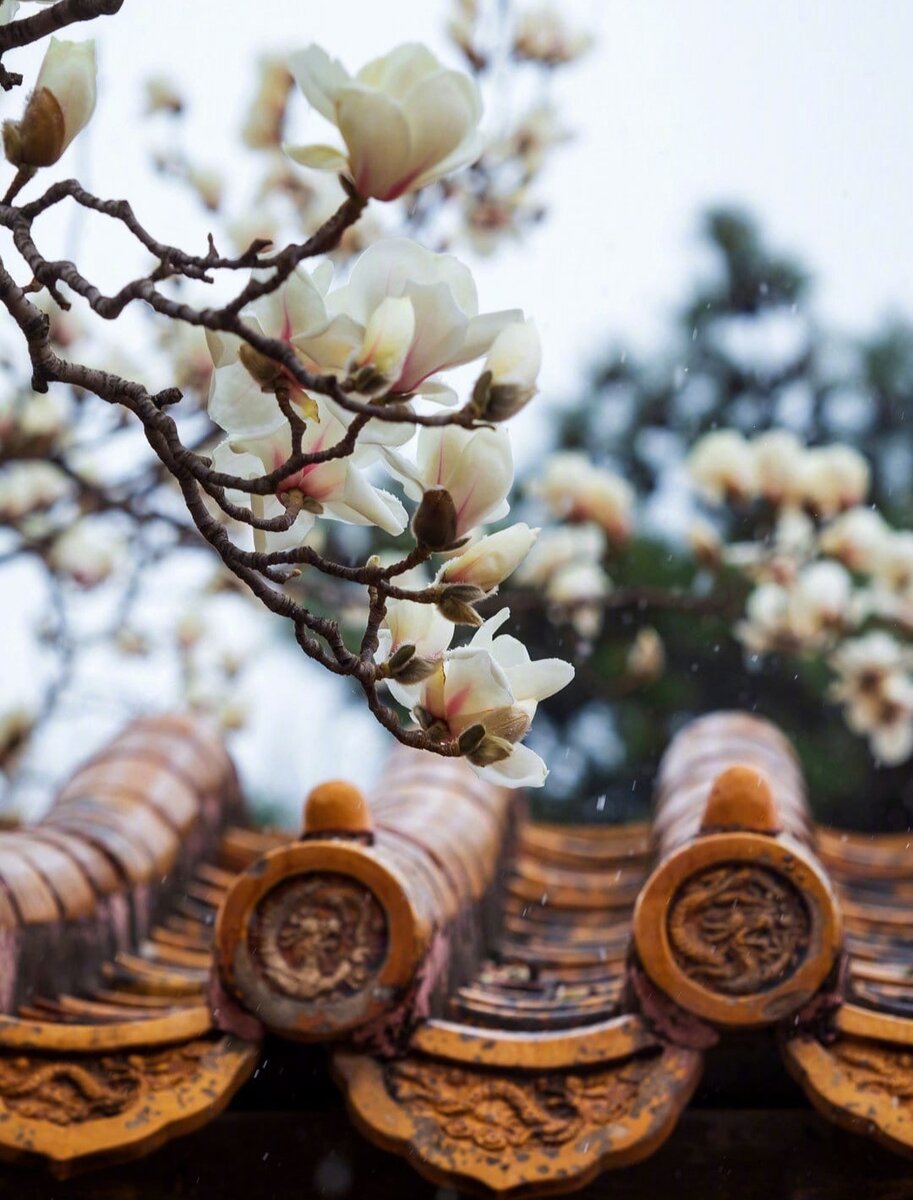 Ароматы. Цигун. Медитация