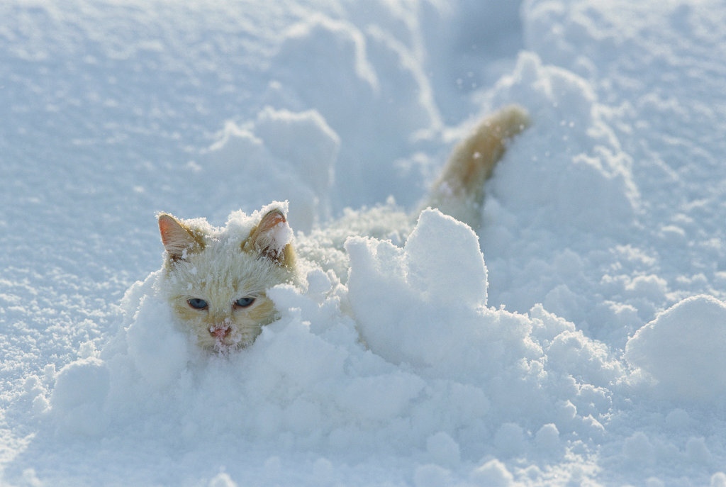 Котенок в снегу. Котенок в сугробе. Белый кот в сугробе. Белый кот на снегу.