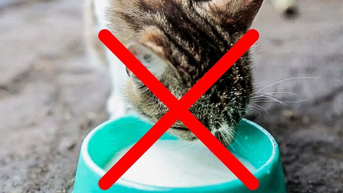Еда, которую мы привыкли давать кошкам, но она им даже вредна