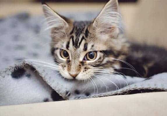 Фото из Интернета.