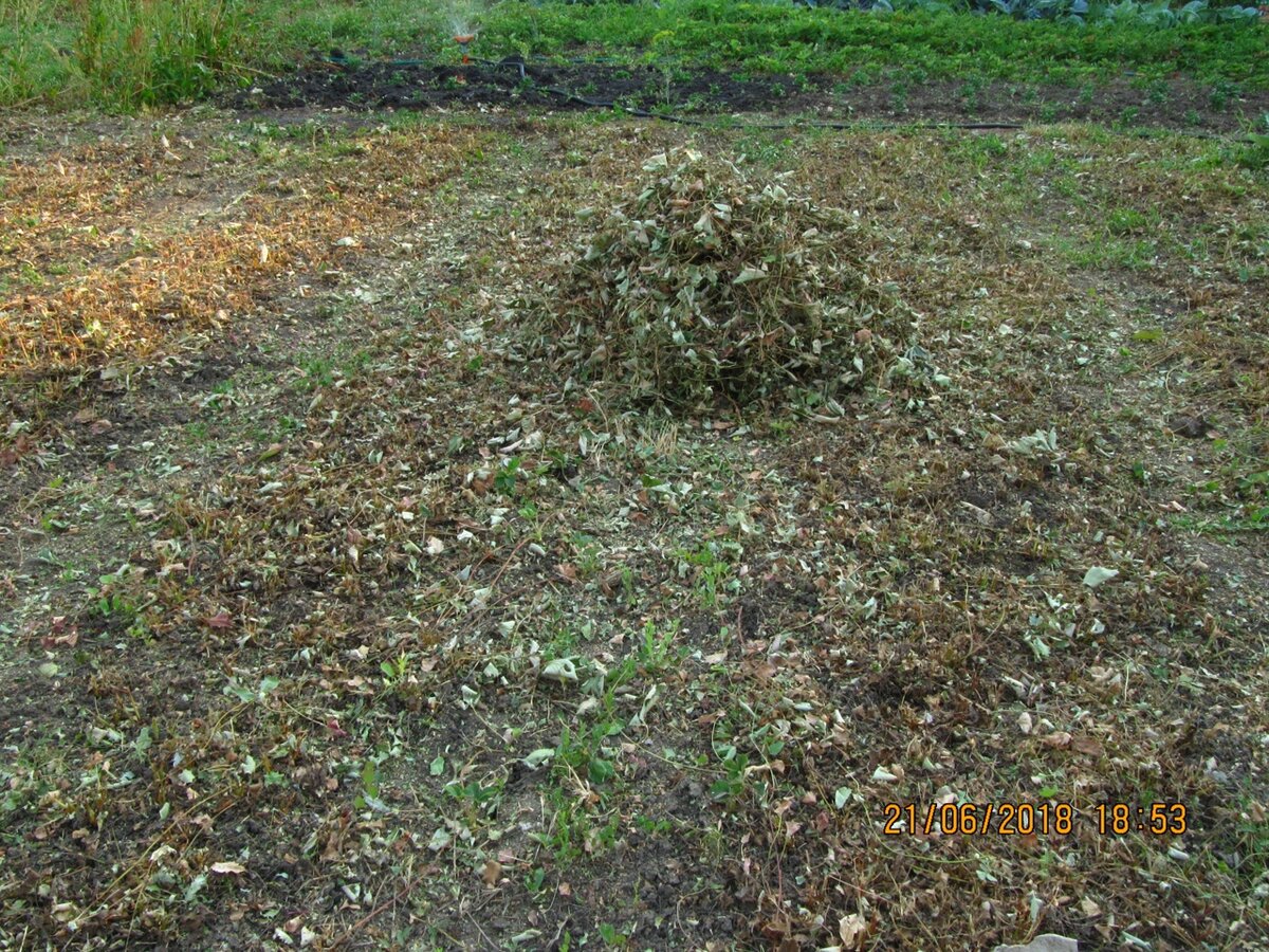 скошенный участок с клубникой