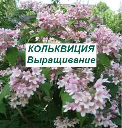 кольквиция посадка и уход