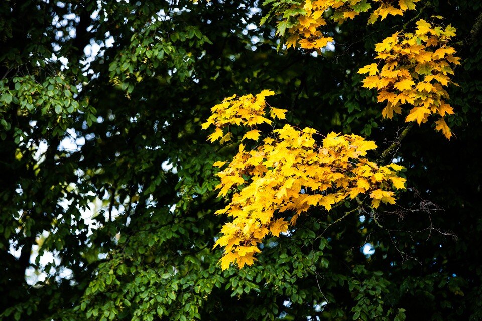     . Александр КАТЕРУША