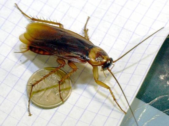   Михаил Ковалев