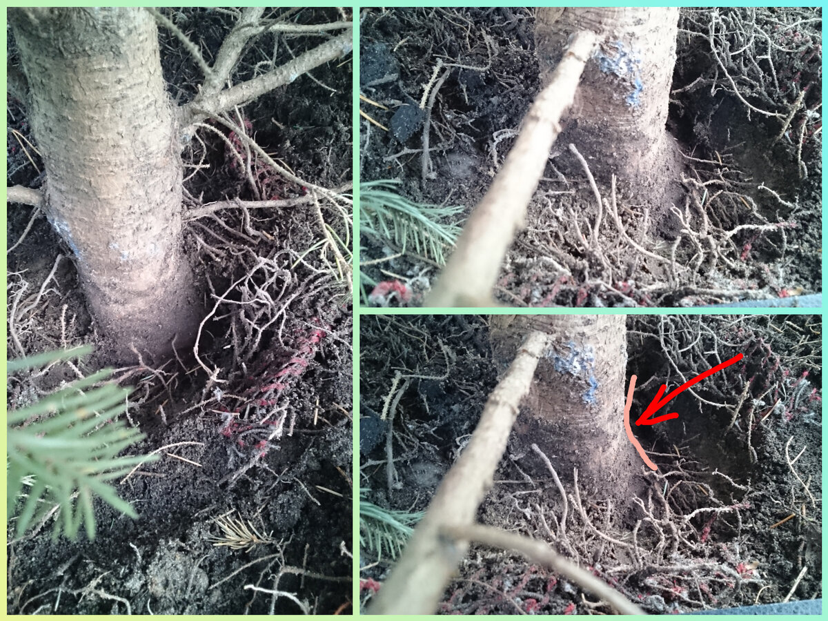 Ищите характерное утолщение ствола, посл которого начинаются корни. 