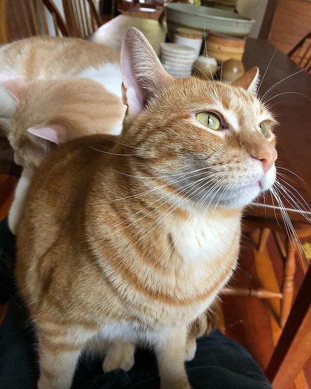    @ceepdxСоцсети