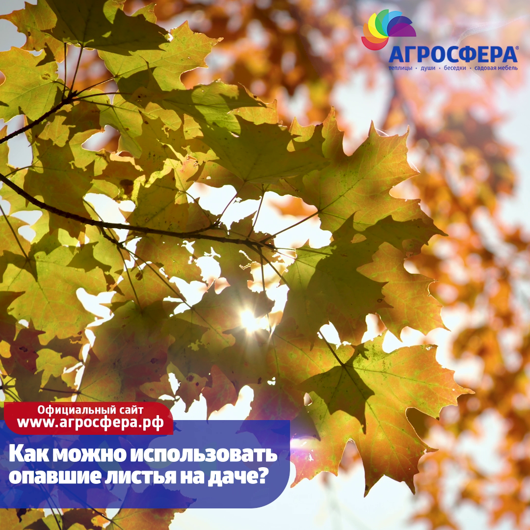 🍂 Как можно использовать опавшие листья для дачи? | Теплицы Агросфера -  всё для дачи и сада! | Дзен