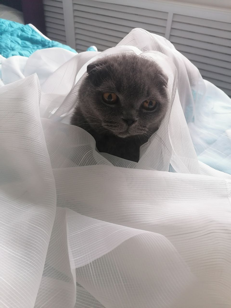 Мурзон не отставал и всячески участвовал в процессе