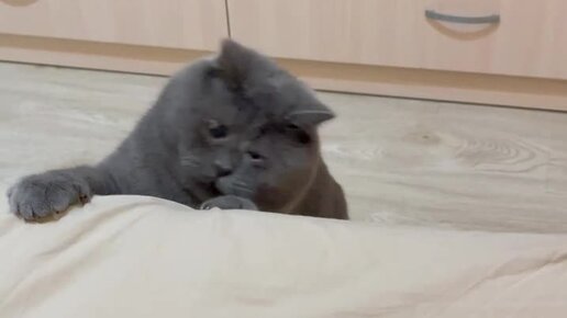 Кот Федя | Федор отступает 😄😍 | Дзен
