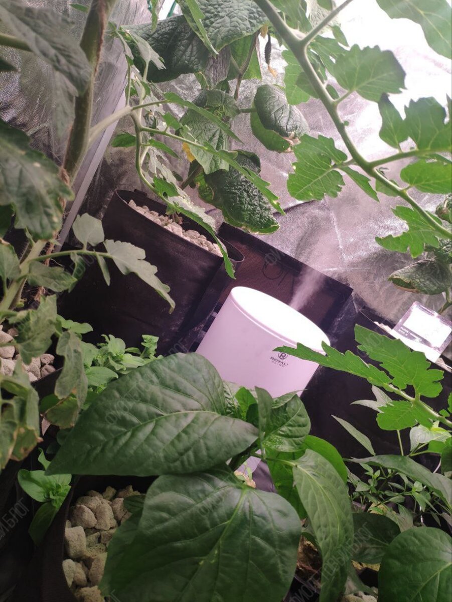 «А че, давайте вырастим!». С этой фразой и с большим потоком вдохновения начали воплощать идею в жизнь.-11