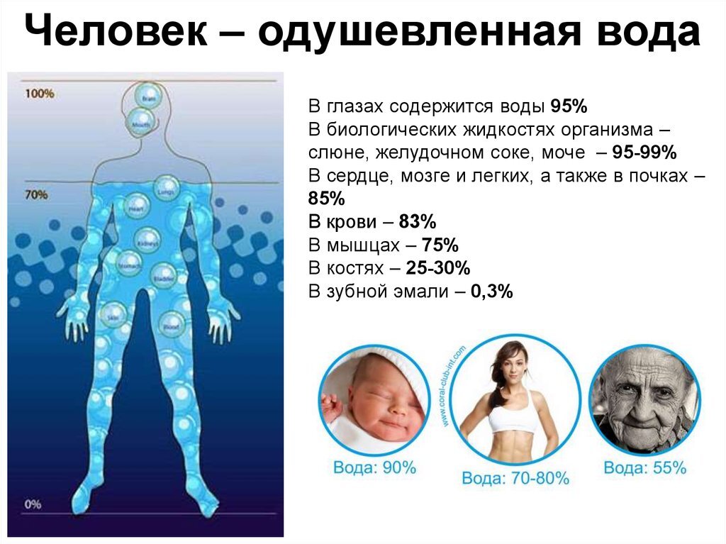 Информация содержащаяся в воде. Жидкости организма человека биологические. В организме человека воды содержится. Больше всего воды содержится в.