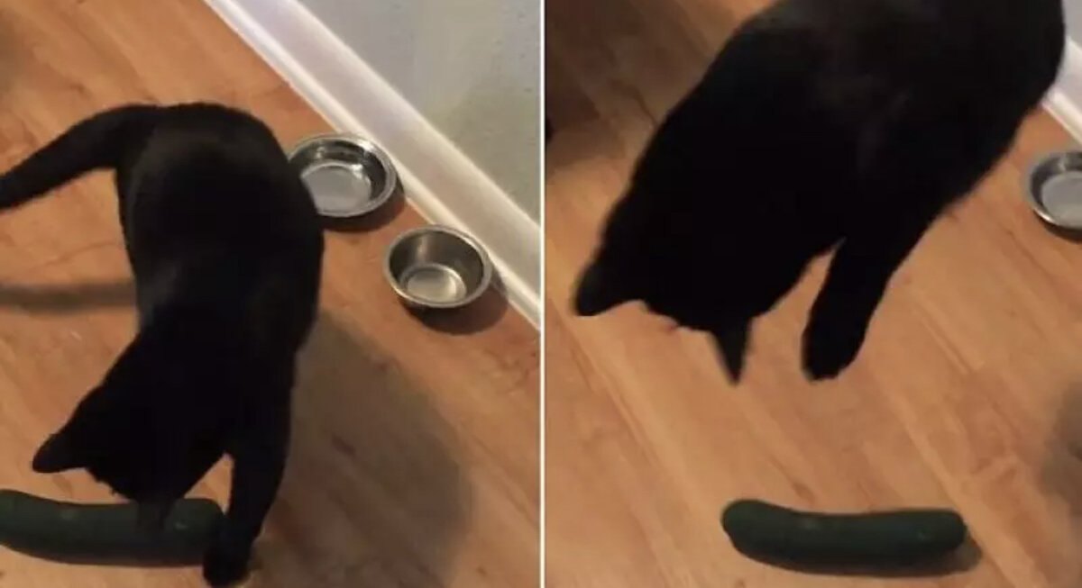 Кот испугался огурца. Коты которые боятся огурцов. Кот и огурец. Кошки боятся огурцов. Кот.