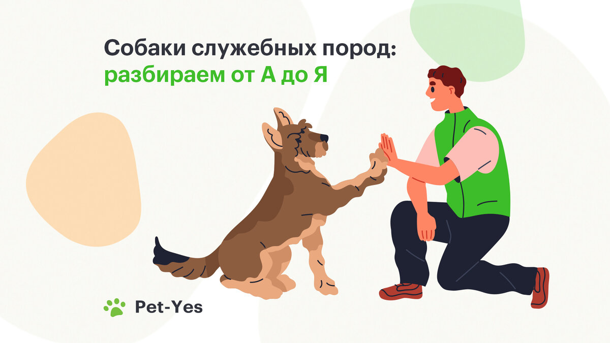 Служебные породы собак: особенности, плюсы и минусы | Pet-Yes. Биржа  домашних животных | Дзен