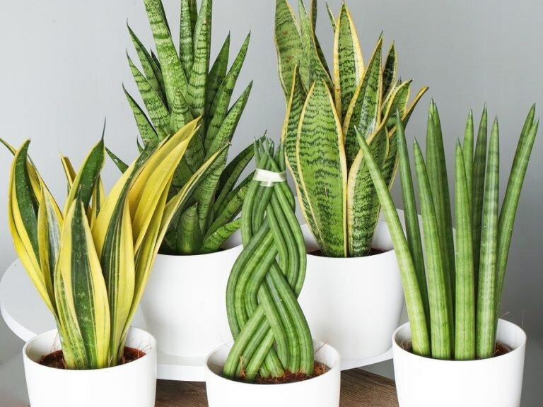 Так выглядит Сансевиерия. И это еще далеко не все сорта