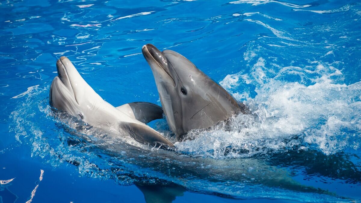 крым море дельфины